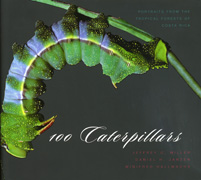 100 Caterpillars