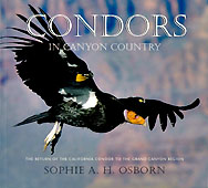 Condors