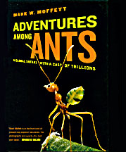 Adventures With Ants