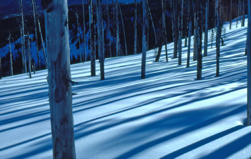 The Lodgepole Forests of Chamberlain Basin