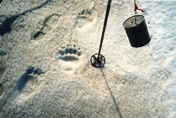 Polar Bear Tracks