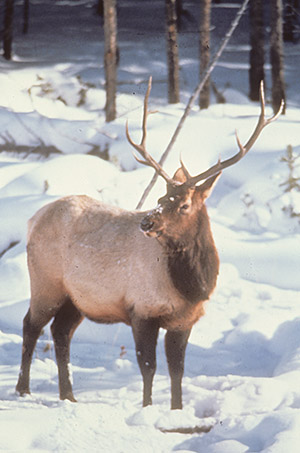 Elk