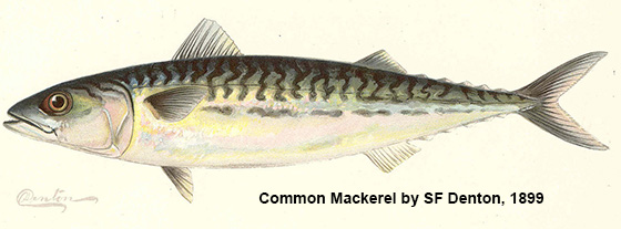 Common Mackerel