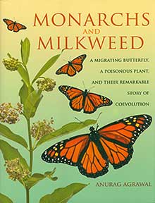 Monarchs and Milkweed