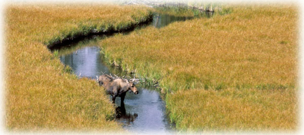 Moose in a meadow: a treat while floating a river