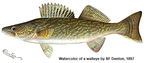 Walleye Pike 1897