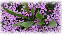 Alpine Flowers