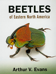 Beetles of Eastern North America