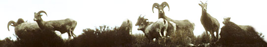 Big Horn Sheep