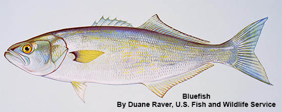 Bluefish