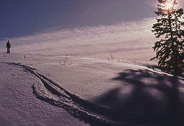 Celebrate Winter