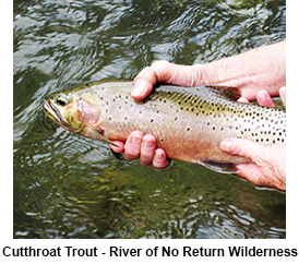 Cutthroat Trout