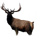 Elk