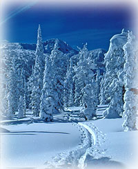 Ski Tracks