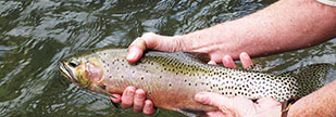 Cutthroat Trout