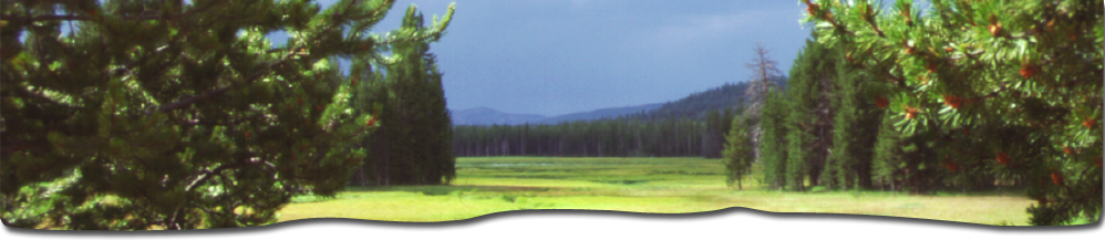 Meadow