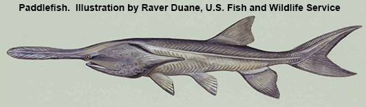 Paddlefish