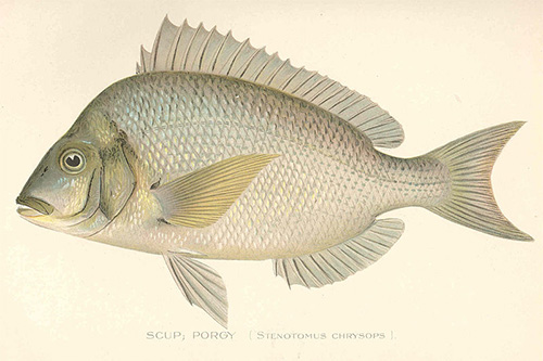 Porgy