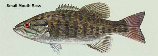 Bass