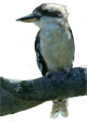 Kookaburra